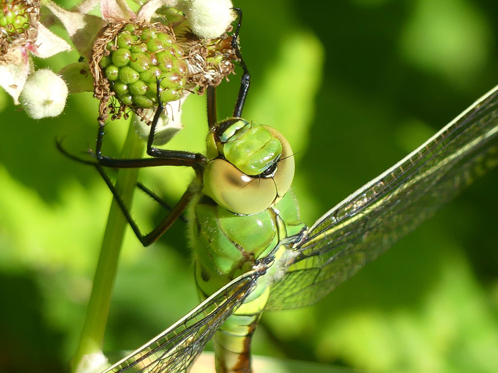 Anax_imperator